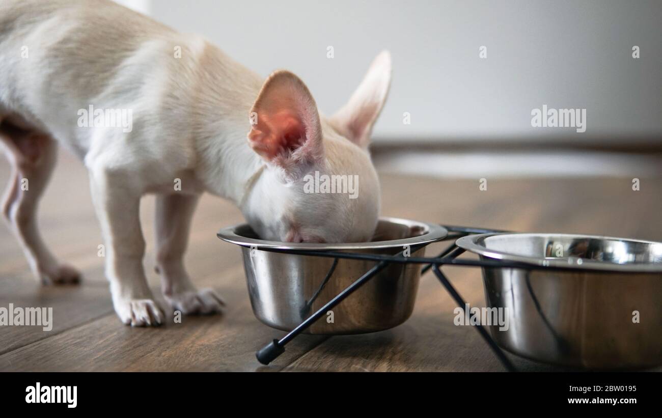 Nutrizione per cani Chihuahua nella vita reale Foto Stock