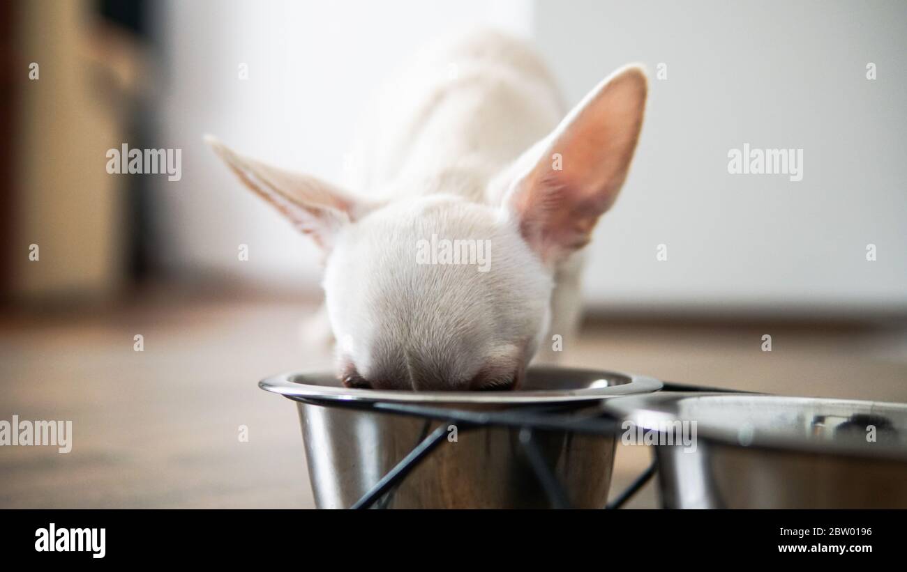 popolarizzazione dei cani chihuahua nel mondo. i cani più piccoli nel mondo Foto Stock