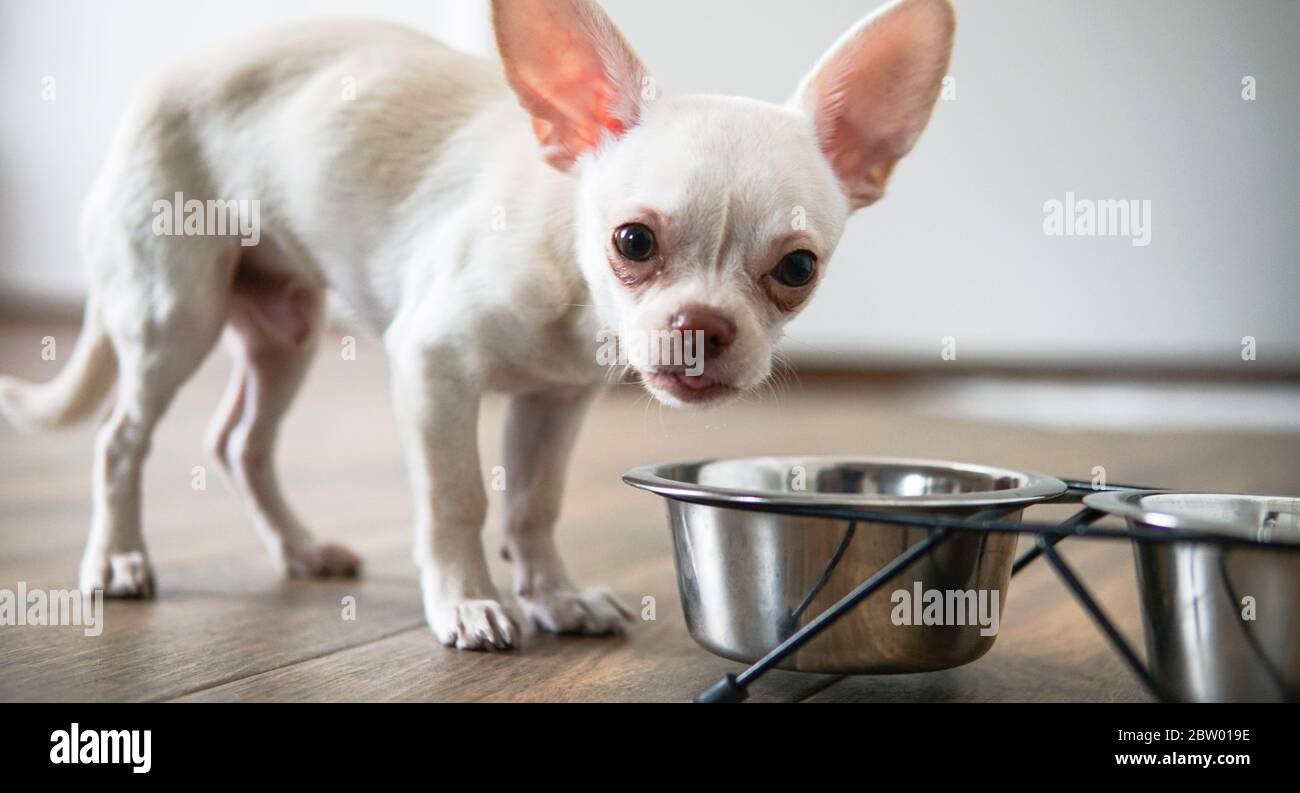 Nutrizione per cani Chihuahua nella vita reale Foto Stock