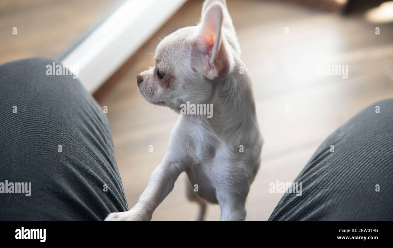 Comunicazione e sviluppo dei cuccioli di cane Chihuahua Foto Stock