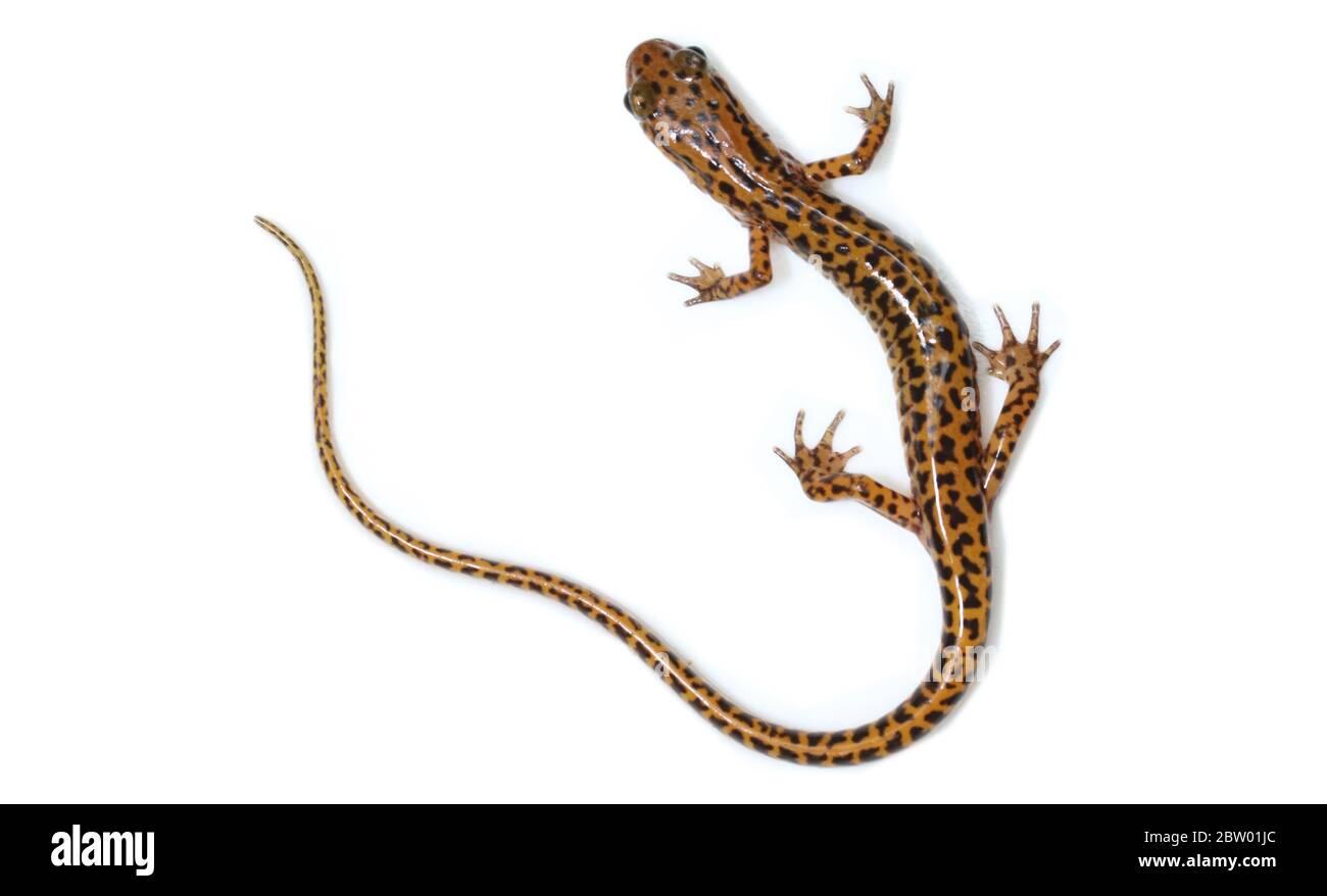 Un adulto di Salamander a coda lunga (Eurycea longicauda) da un torrente nel Norris Dam state Park in Tennessee Foto Stock