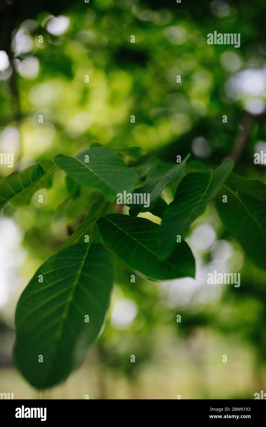Primo piano di foglie di noce verde. Foto Stock