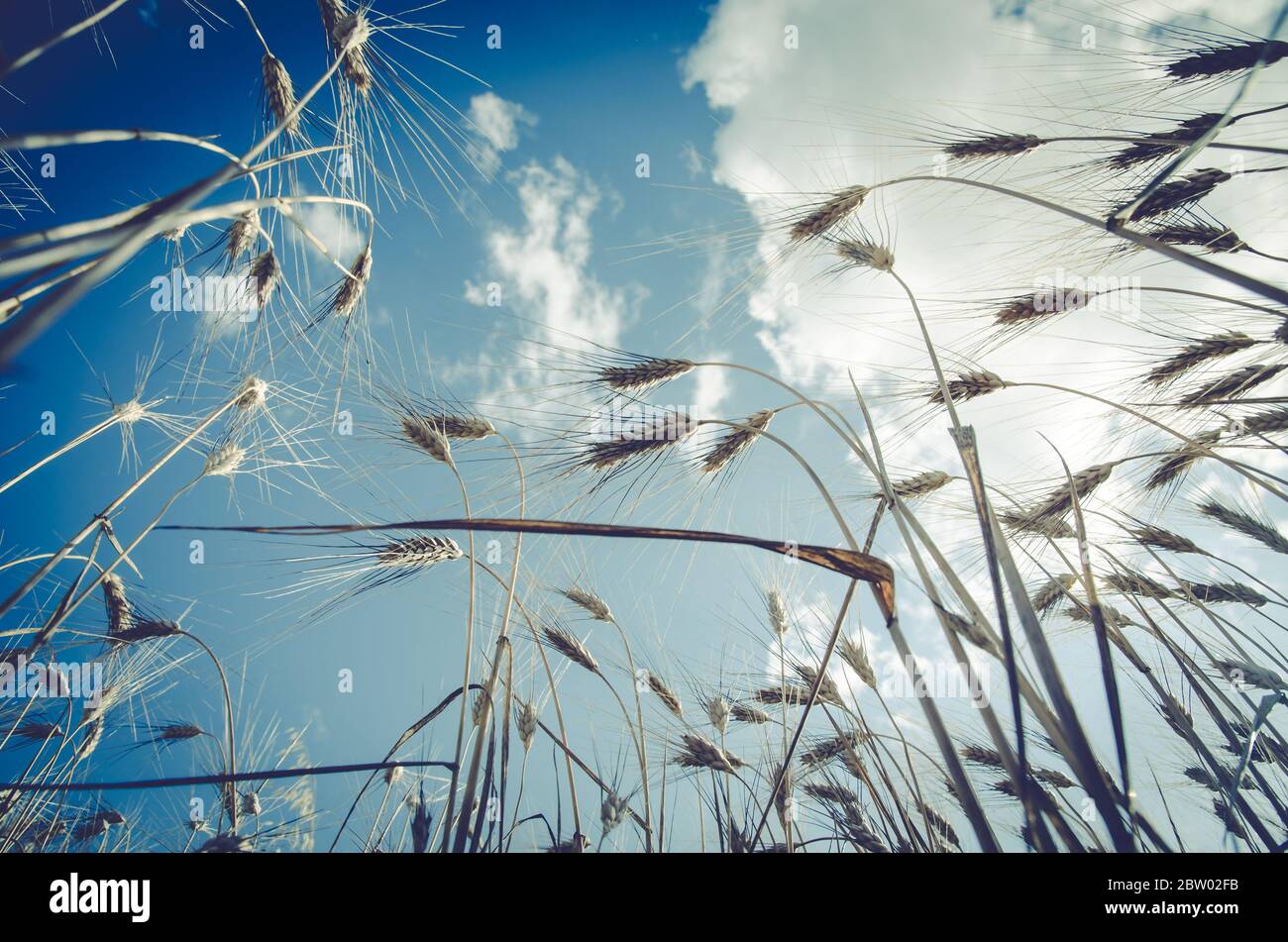 punte di grano dorato e cielo nuvoloso Foto Stock