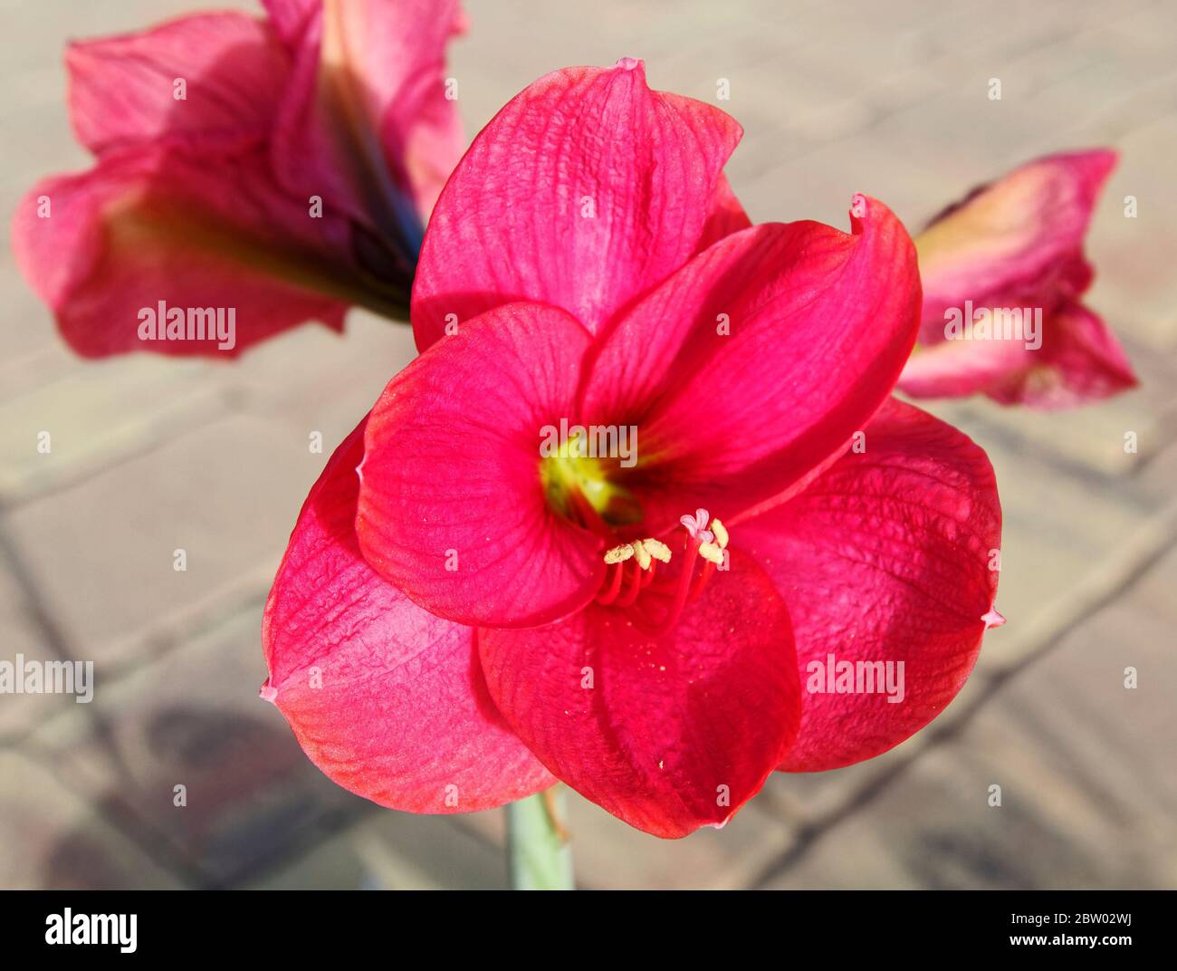 amaryllis rosso rosa, fiore coltivato, bulbo, primo piano, natura, showy; subtropicale; Florida, primavera Foto Stock