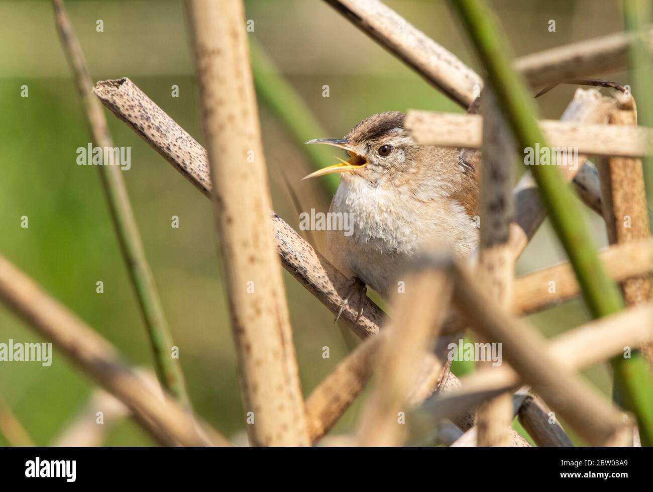 Marsh Wren, Cistothorus palustris, si trova sulle canne nella contea di Sonoma, California Foto Stock