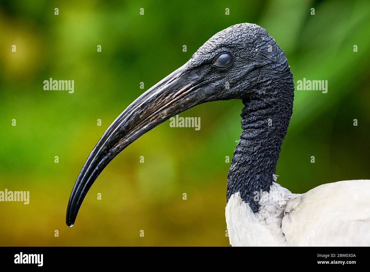 Closeup ibis testa a testa nera (Threskiornis melanocephalus) Foto Stock