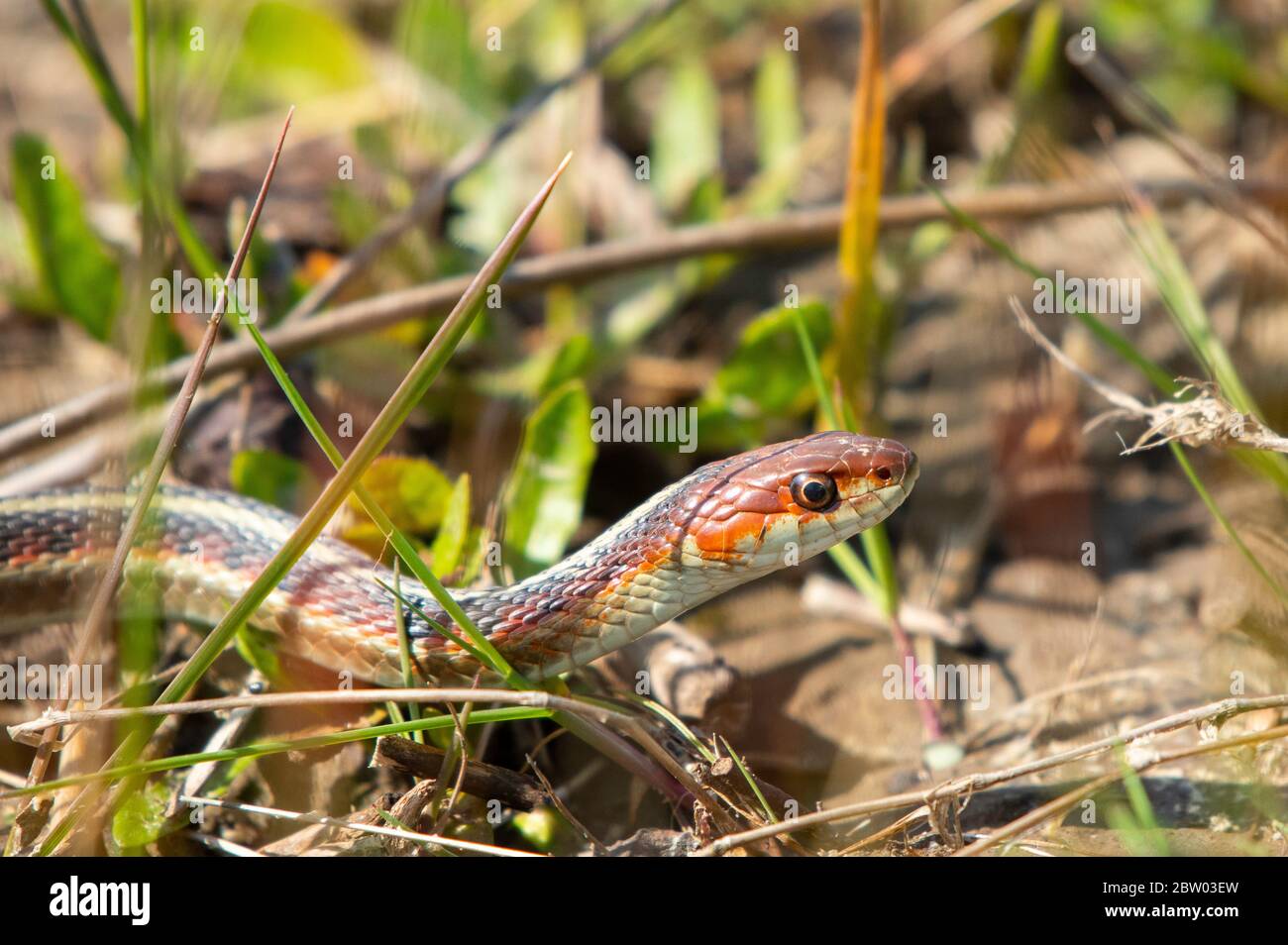 California, dal lato rosso Garter Snake, Thamnophis sirtalis infernalis, nella contea di Sonoma, California Foto Stock