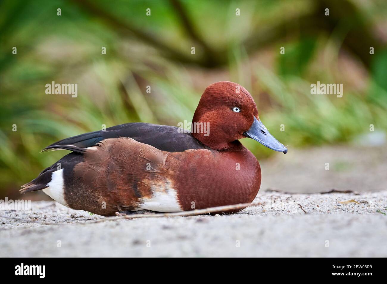 Anatra ferruchinosa closeup maschile (Aythya nyroca) Foto Stock