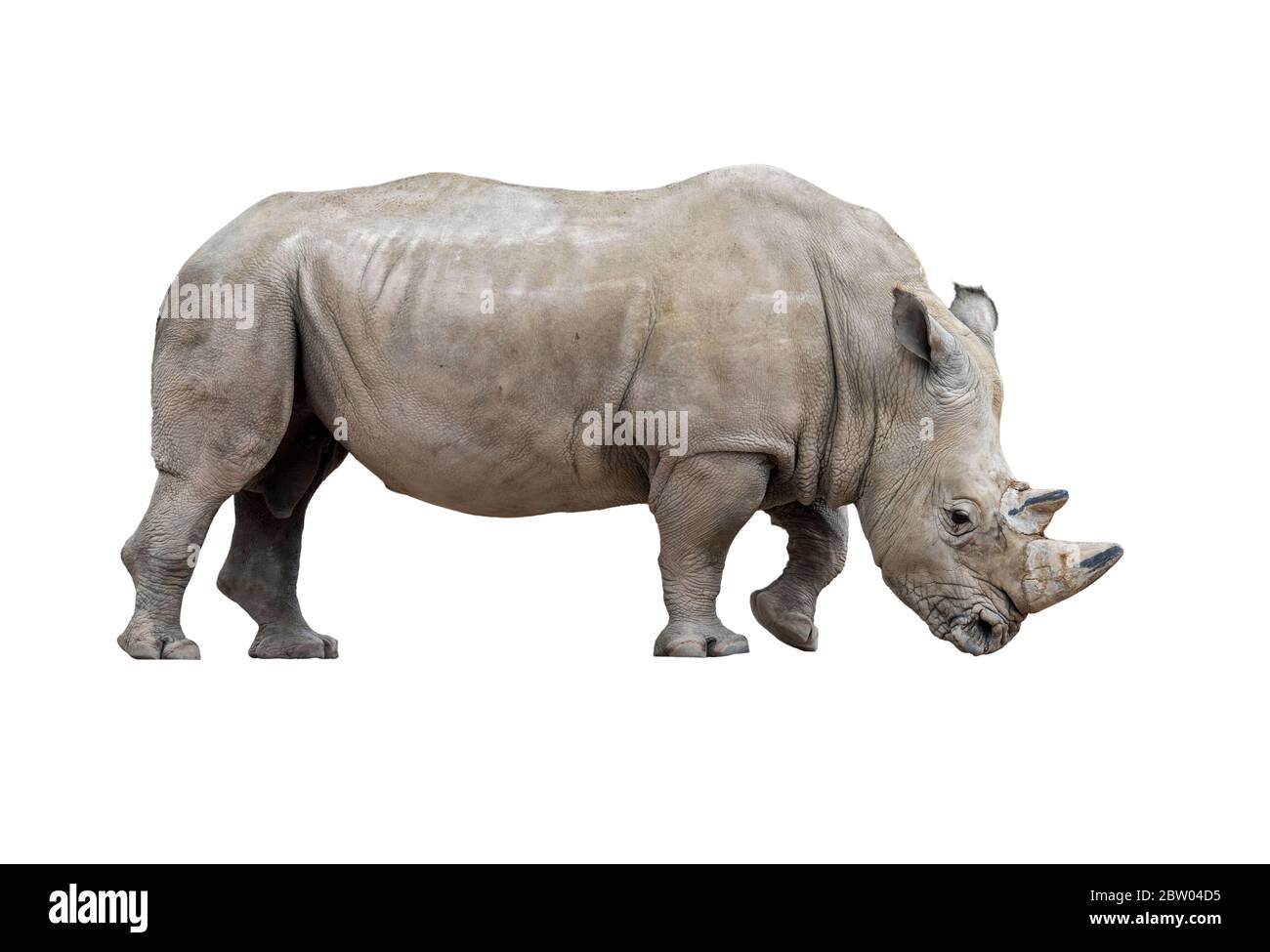 Rinoceronte bianco / rinoceronte bianco (Ceratotherium simum) maschio originario dell'Africa orientale e meridionale su sfondo bianco Foto Stock