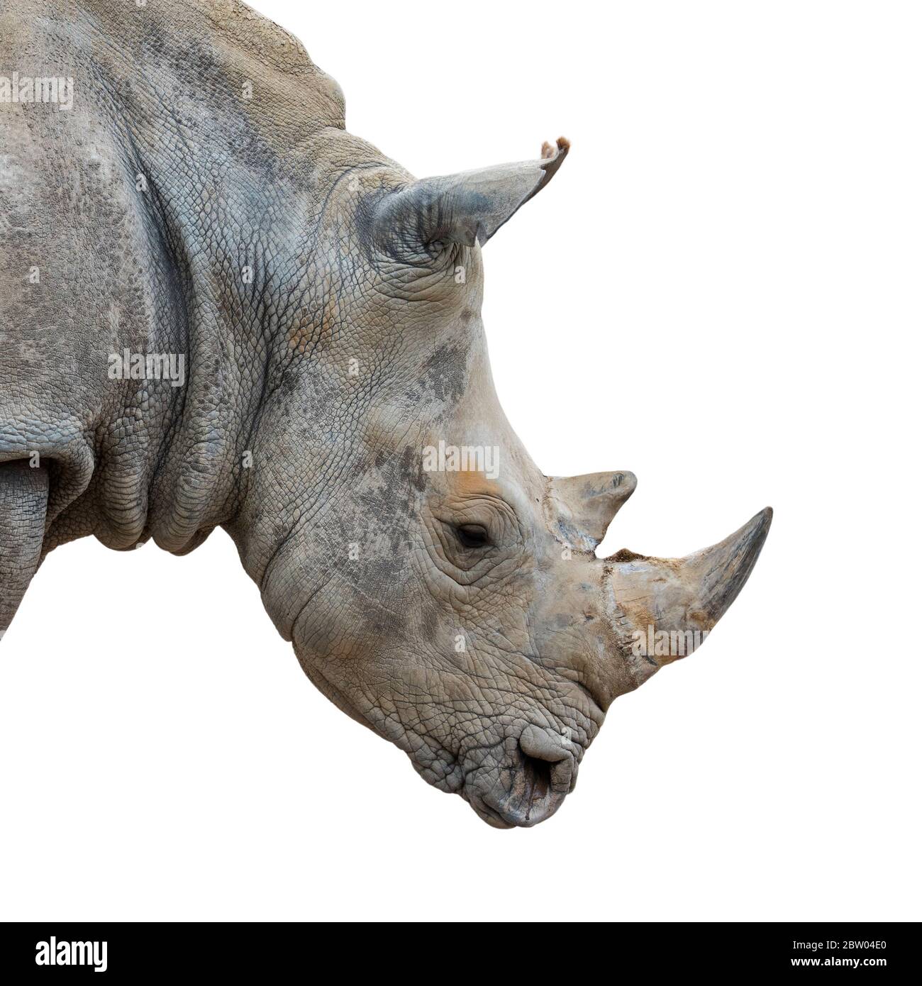 Primo piano ritratto di rinoceronti bianchi / rinoceronti bianchi (Ceratotherium simum) maschio originario dell'Africa orientale e meridionale su sfondo bianco Foto Stock