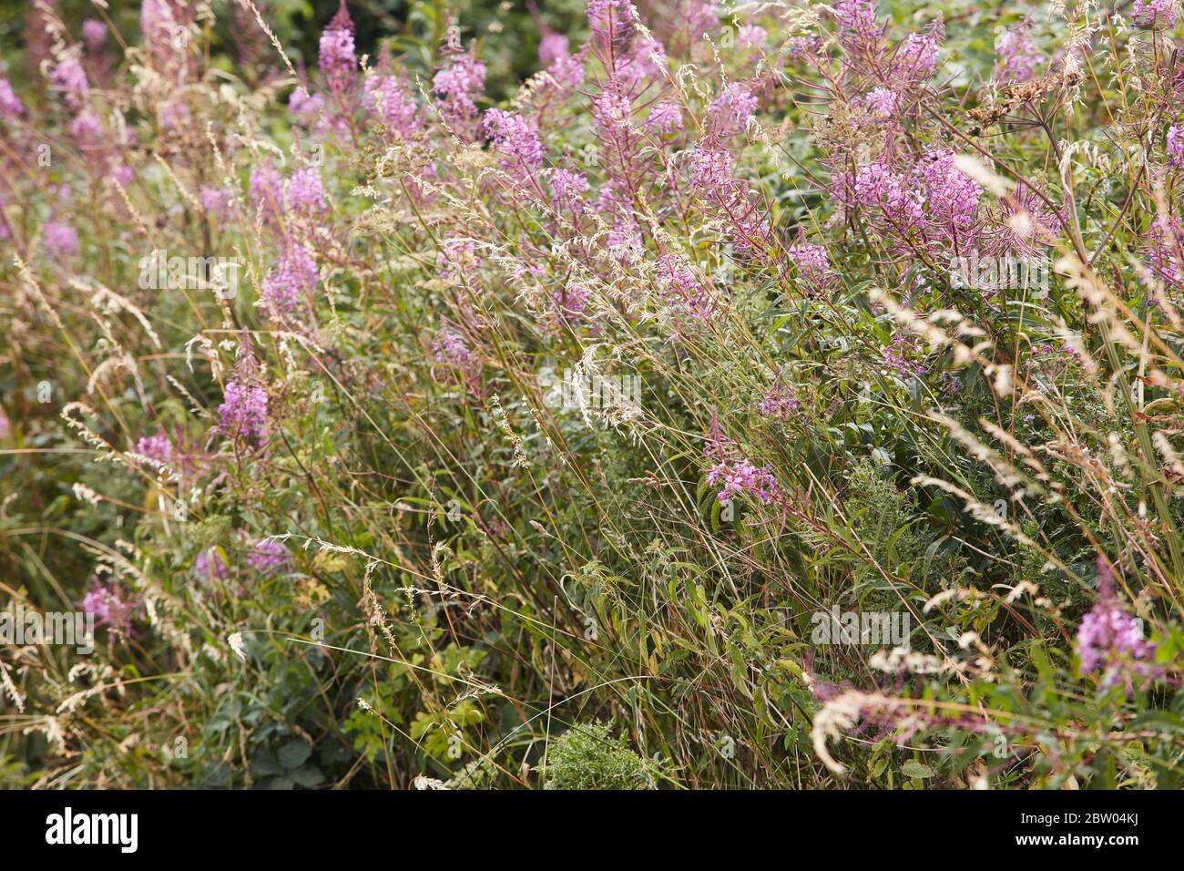 Dettagli sulla natura nel Cotswolds, Milton sotto Wychwood, Inghilterra Foto Stock