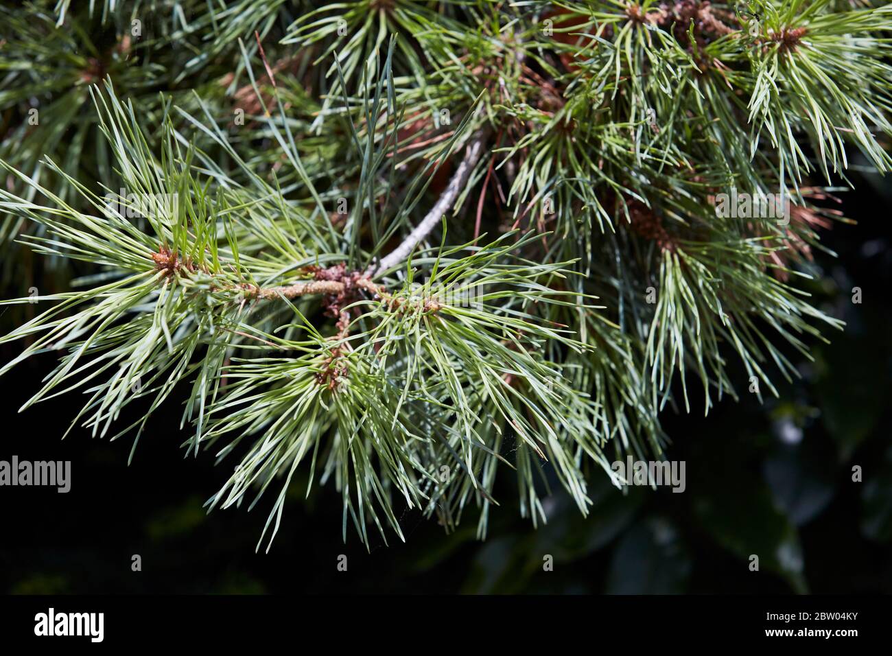 Dettagli sulla natura nel Cotswolds, Milton sotto Wychwood, Inghilterra Foto Stock