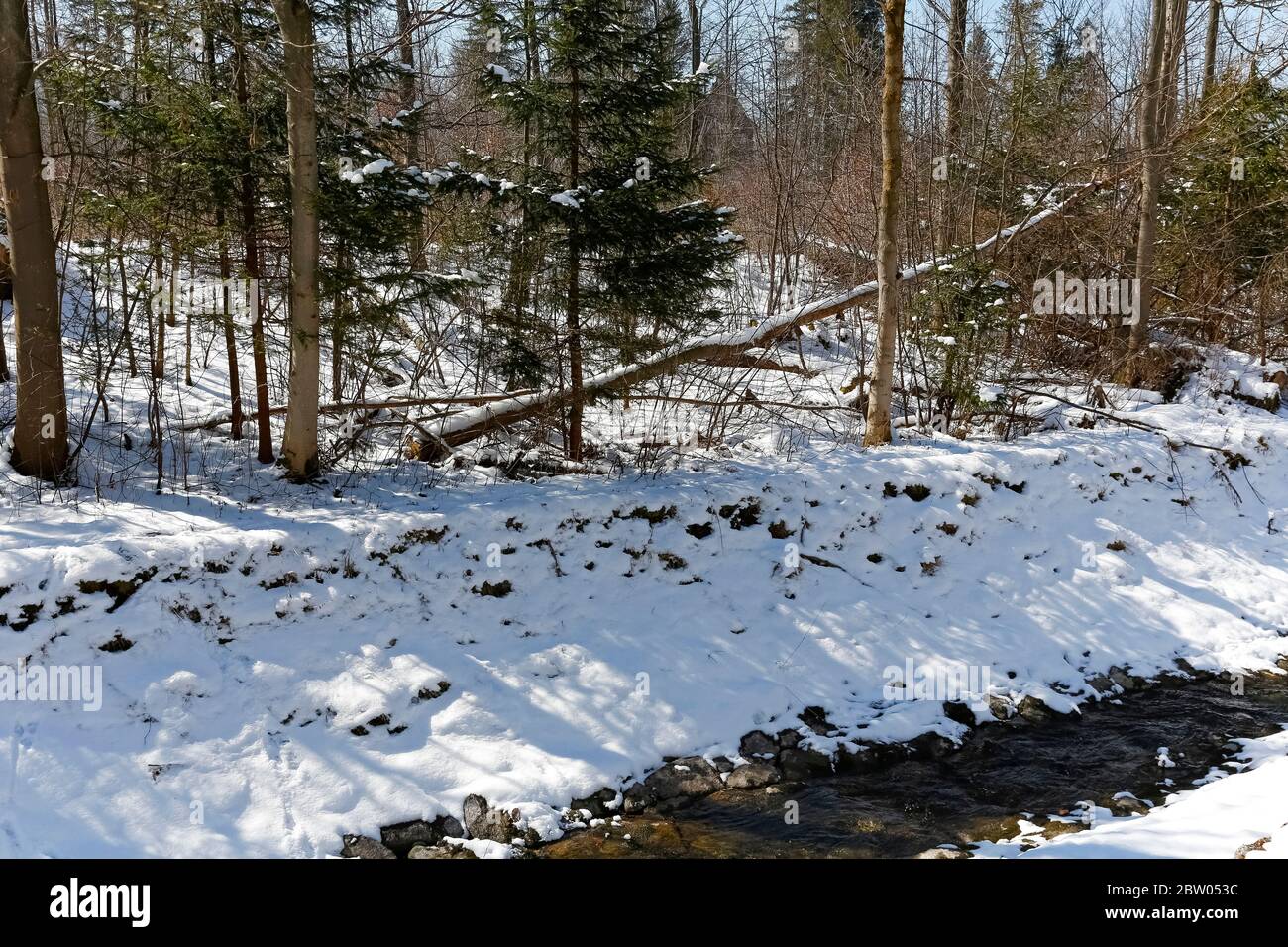 Un Brook scorre lungo una foresta a Zakopane, in Polonia. Il fiume di questo fiume di montagna è rinforzato con grandi pietre e durante il periodo invernale è usuly cova Foto Stock