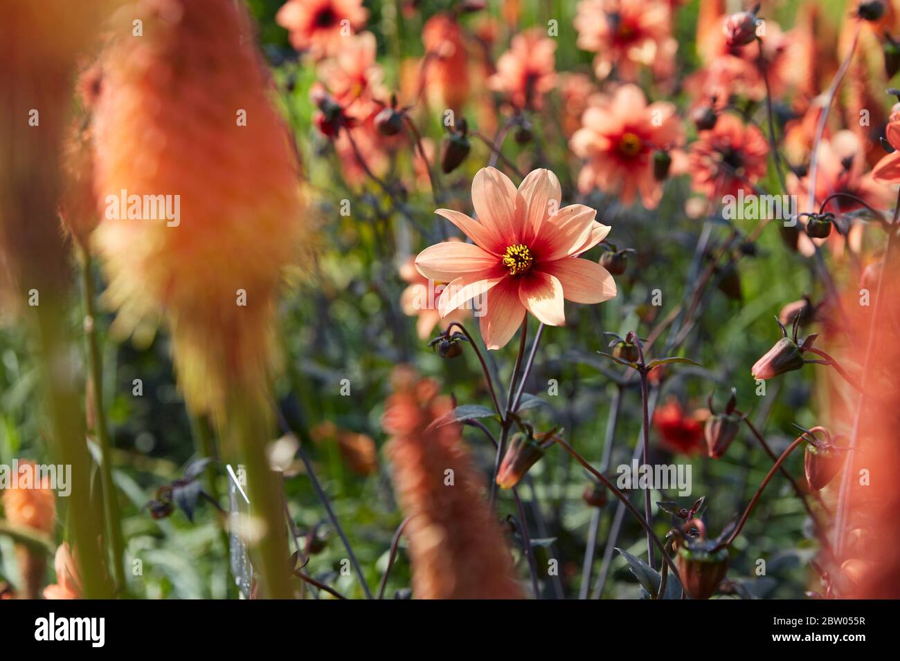 The Savill Garden, Windsor Great Park, Surrey, Inghilterra Foto Stock