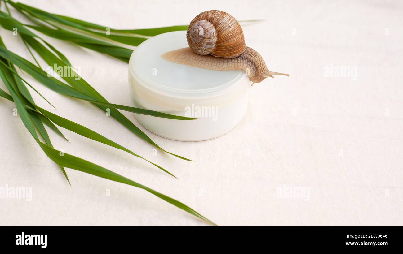 cosmetici per ringiovanimento cutaneo su sfondo bianco con lumaca ed erba verde, crema con mucina lumaca, idratazione cutanea, spa. Foto Stock