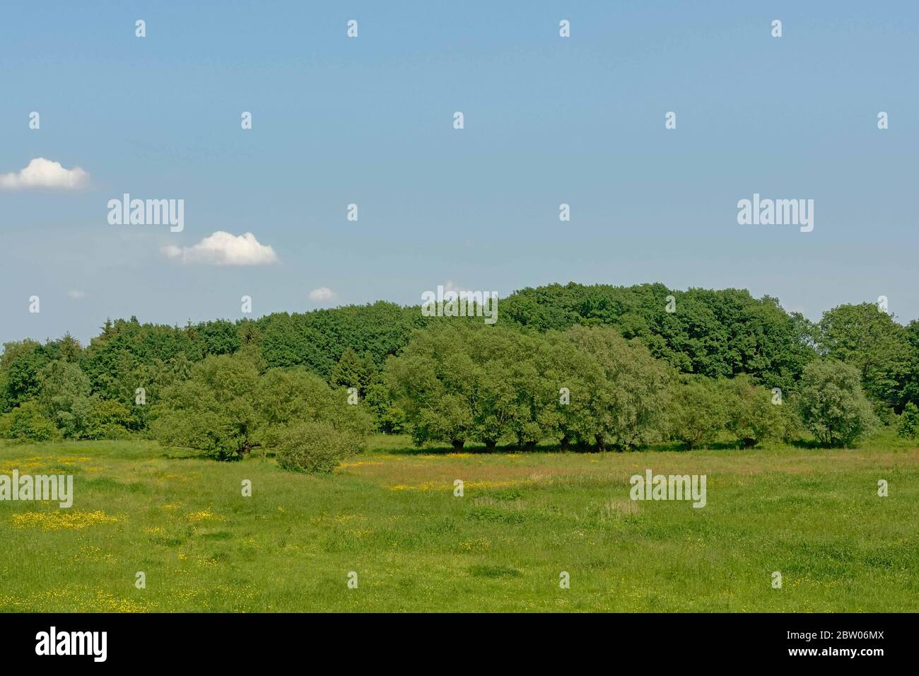 Paesaggio con prato con fiori selvatici gialli e foresta nelle Fiandre nella campagna fiamminga Foto Stock