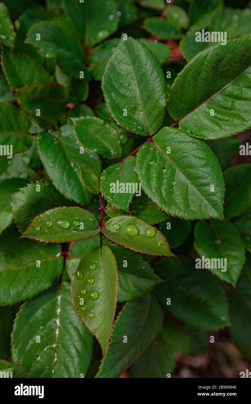 Foglie di rosa verde con gocce di pioggia Foto Stock
