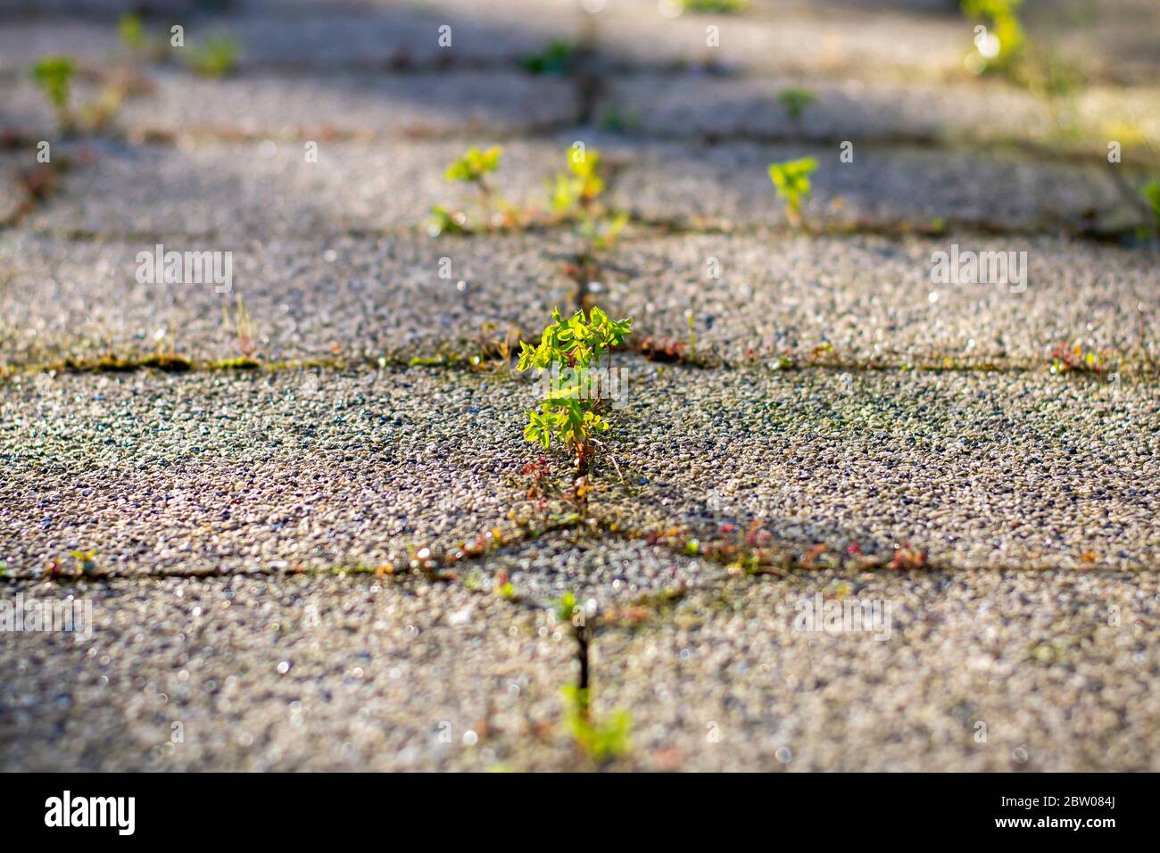Belle erbacce illuminate tra le piastrelle. Pianta piccola. Foto Stock