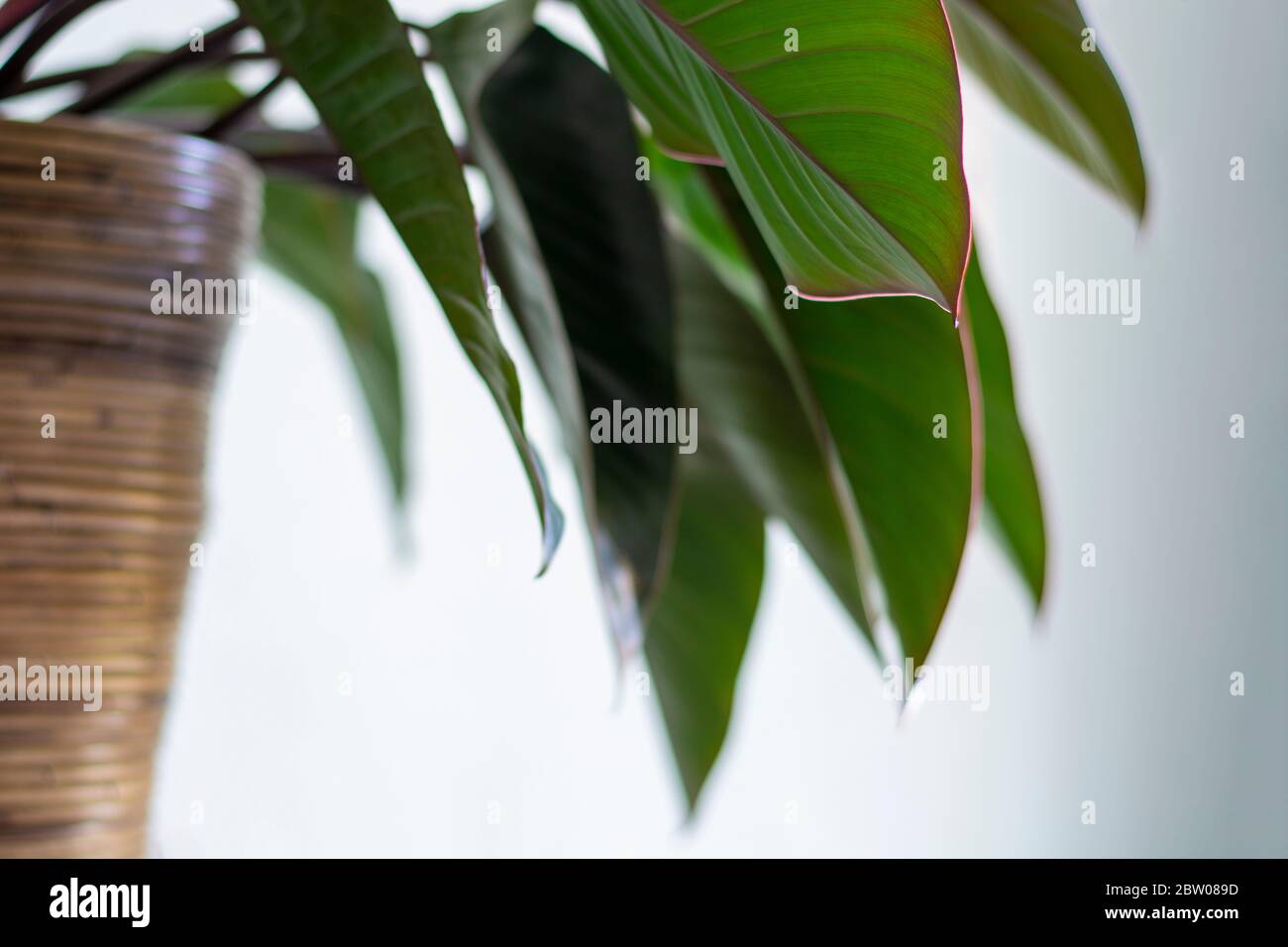 Bella pianta domestica interna con grandi foglie in cesto di vimini. Prospettiva bassa. Foto Stock