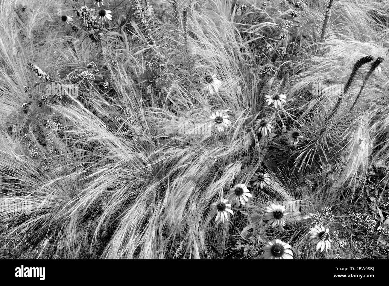 Erbe selvatiche e fiori selvatici in orizzontale per il concetto di sfondo. Telaio pieno di erbe soffiate di vento. Foto Stock