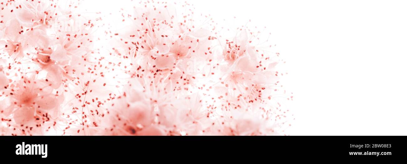 Sfondo floreale astratto di fiori rosa su colori pastello con stile morbido Foto Stock