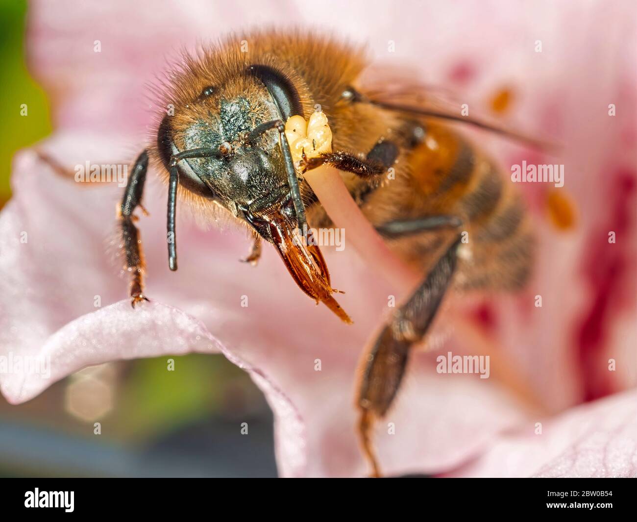 Un colpo di un'ape solitaria ricoperta di polline che riposa su un fiore rosa nel giardino posteriore. Foto Stock