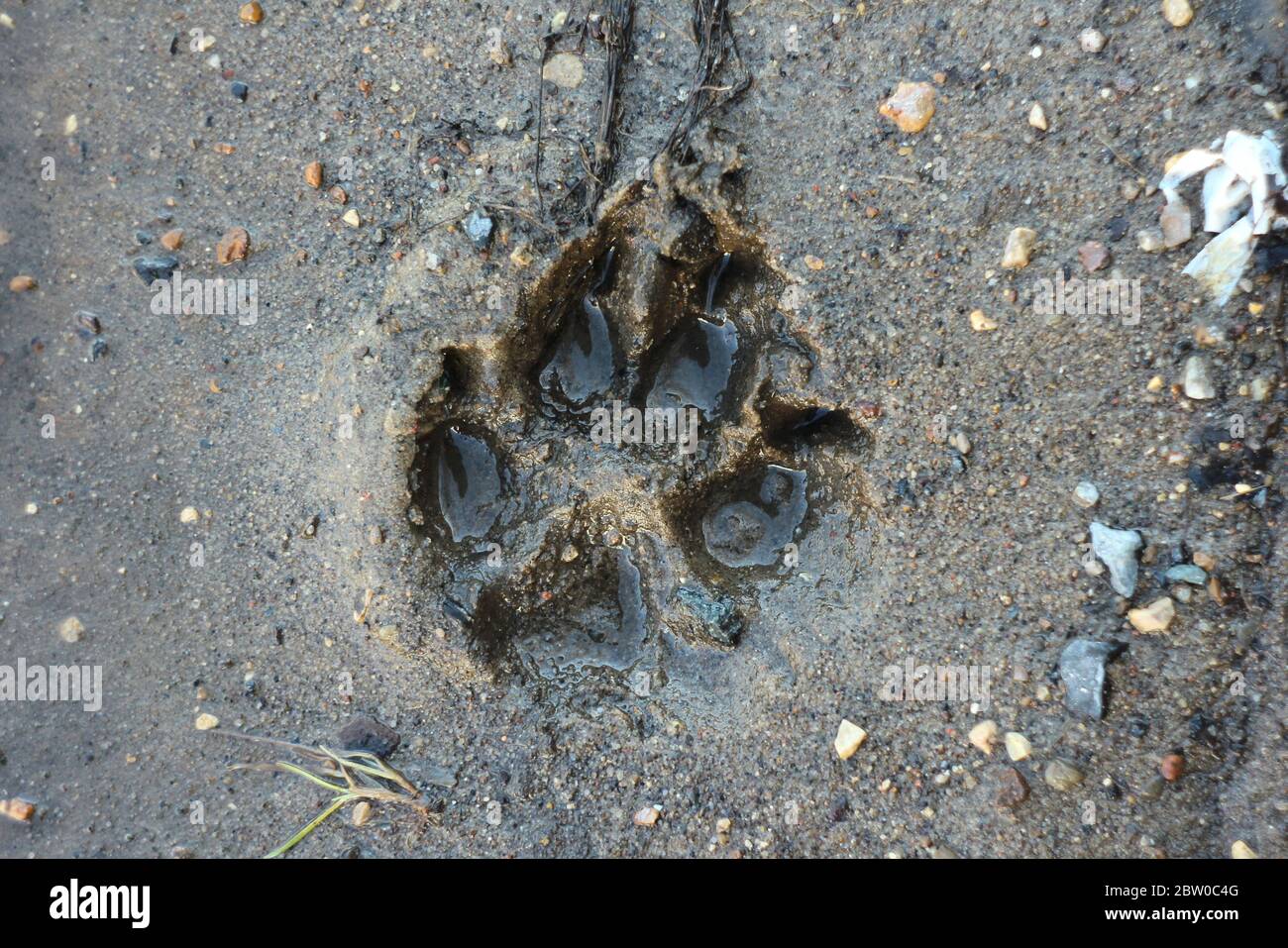 Traccia il cane nella sabbia bagnata. L'impronta del lupo zampicava sulla terra cruda. Foto Stock