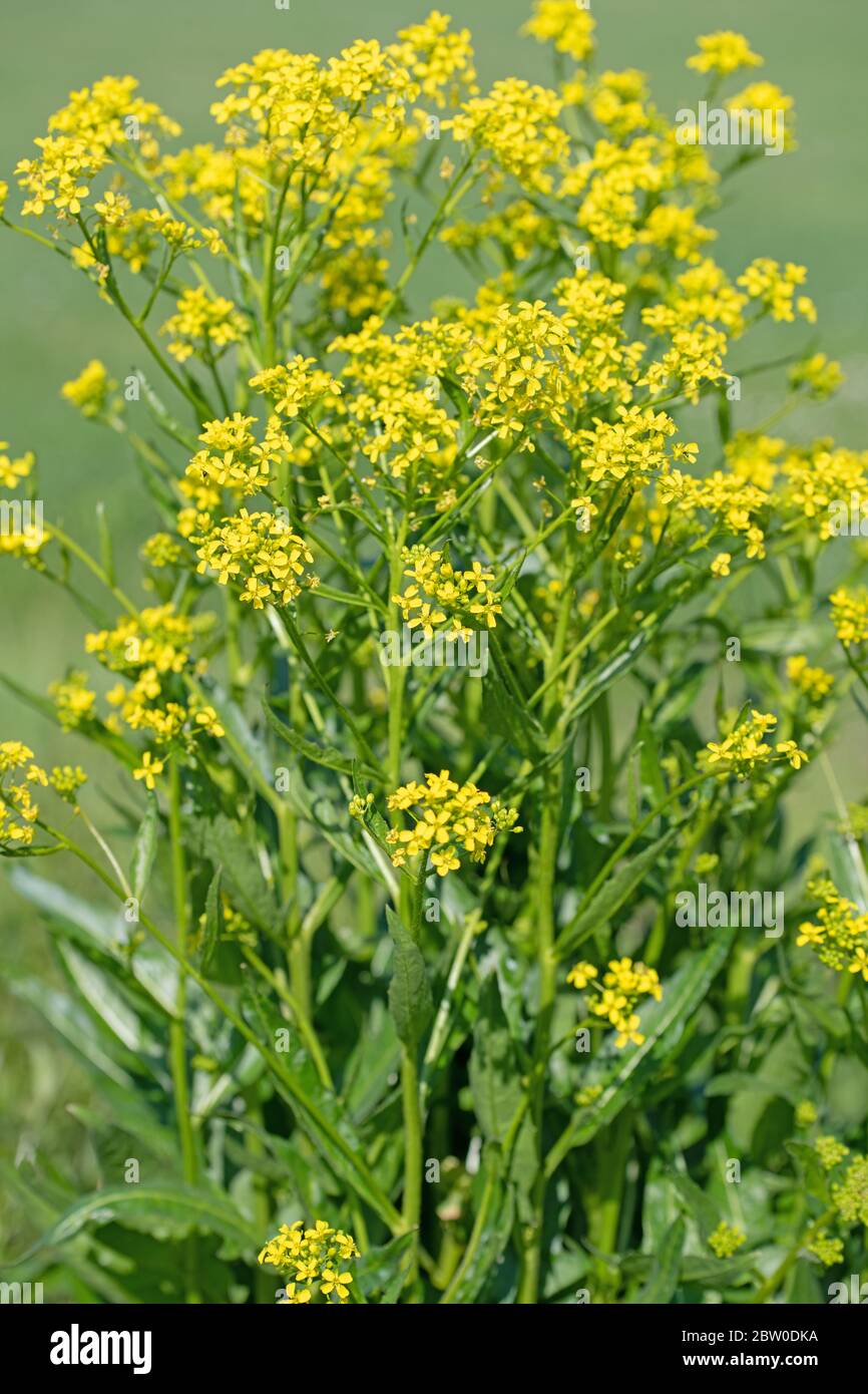 Razzo turco in fiore, bunia orientalis Foto Stock