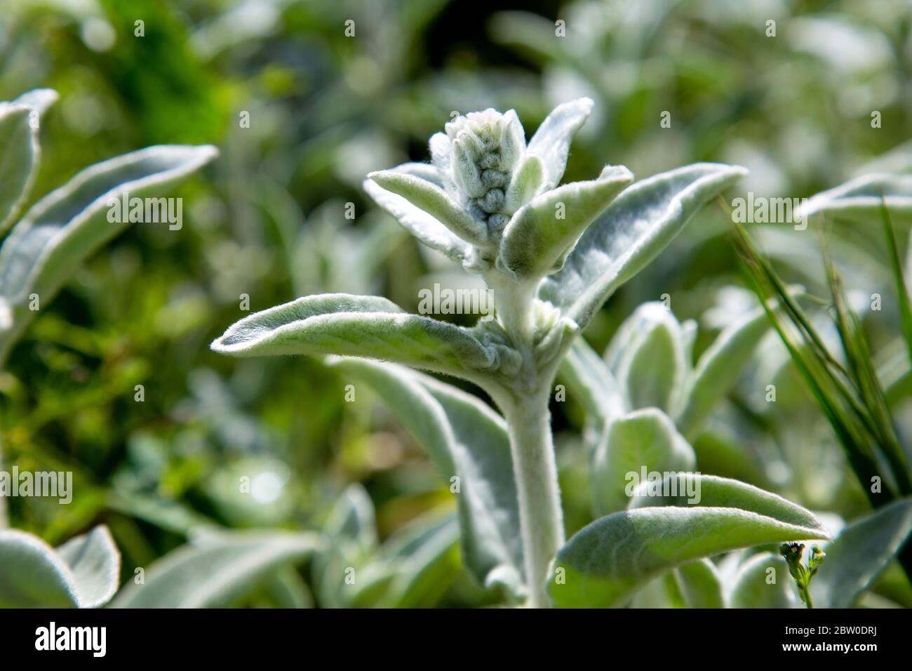 Agnelli orecchi pianta (Stachys byzantina) Foto Stock
