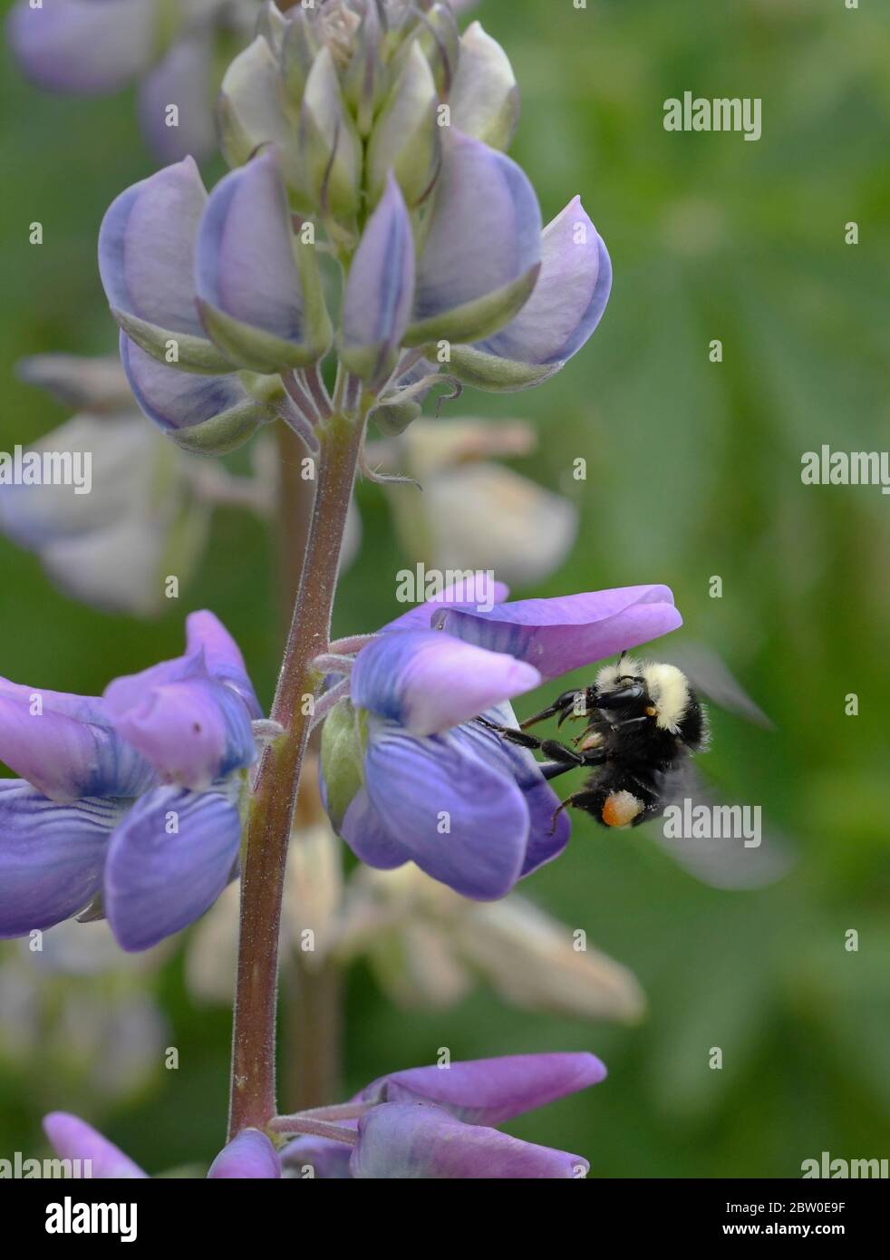 Ape di bumble (Bombus vosnesenskii) che forava sul Riverside Lupin (Lupin rivularis) Oregon Foto Stock