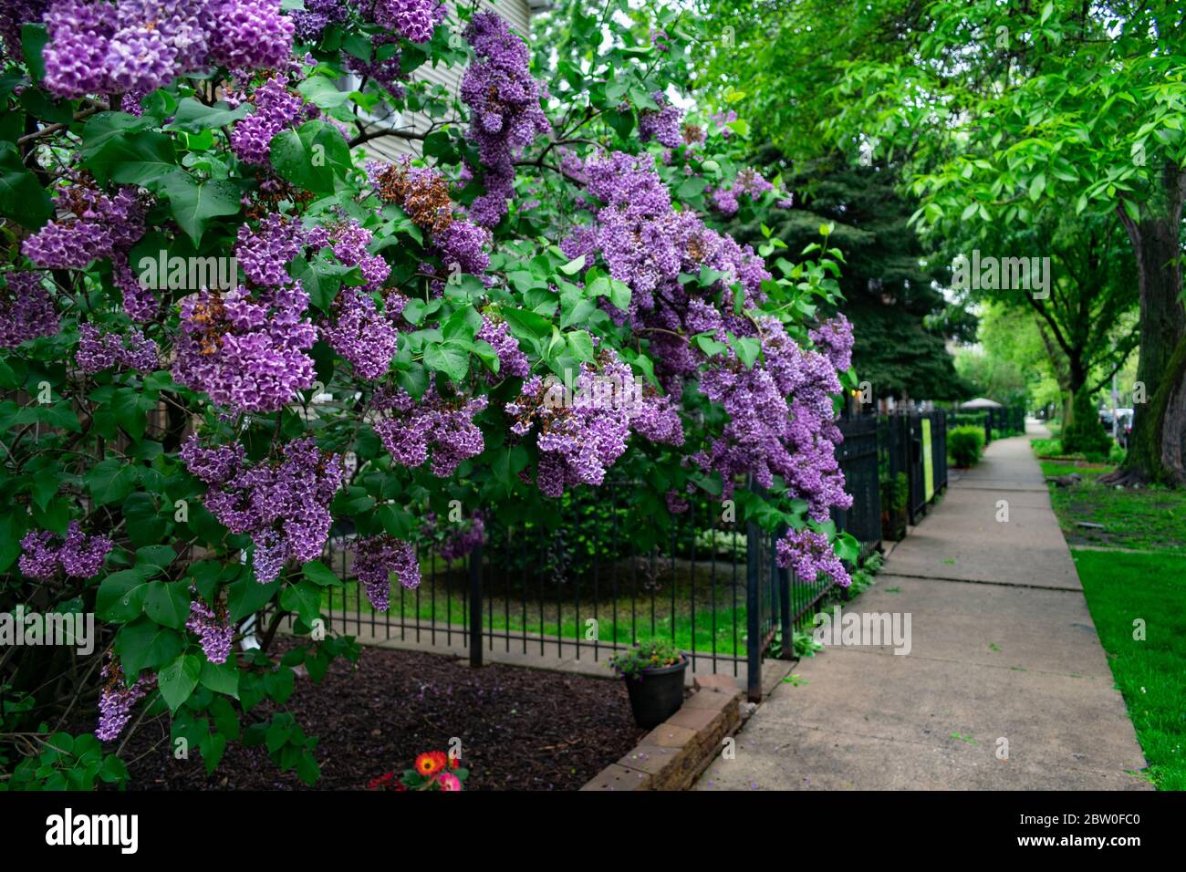 Pianta di fiore viola e marciapiede accanto a una fila di Vecchie case a Logan Square Chicago Foto Stock