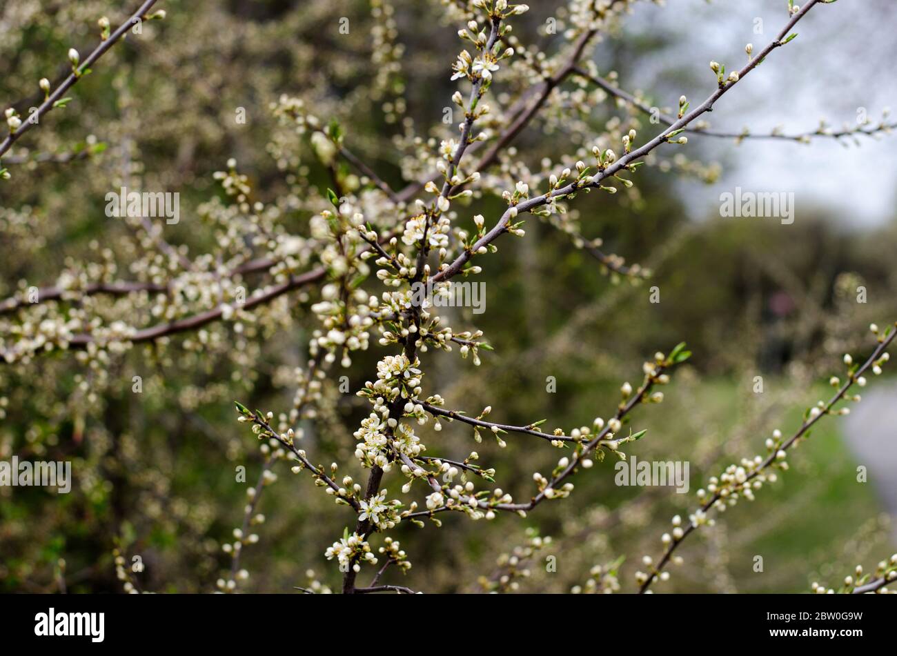 Cespuglio di sloe in primavera con boccioli e fiori bianchi Foto Stock