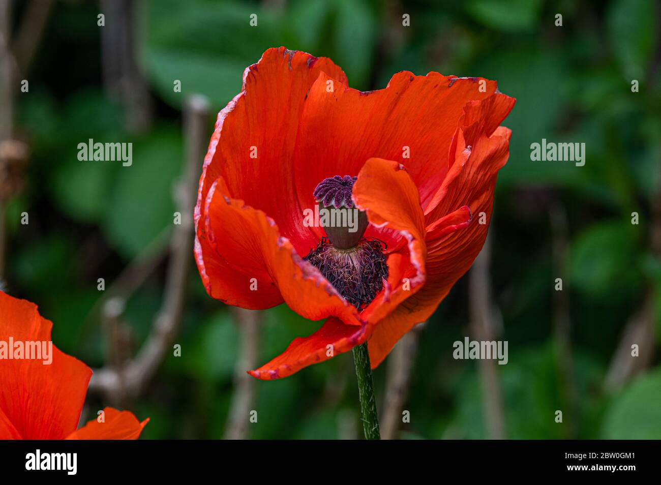 Fiori da Giardino, Papaver rhoeas, Amburgo, Germania Foto Stock