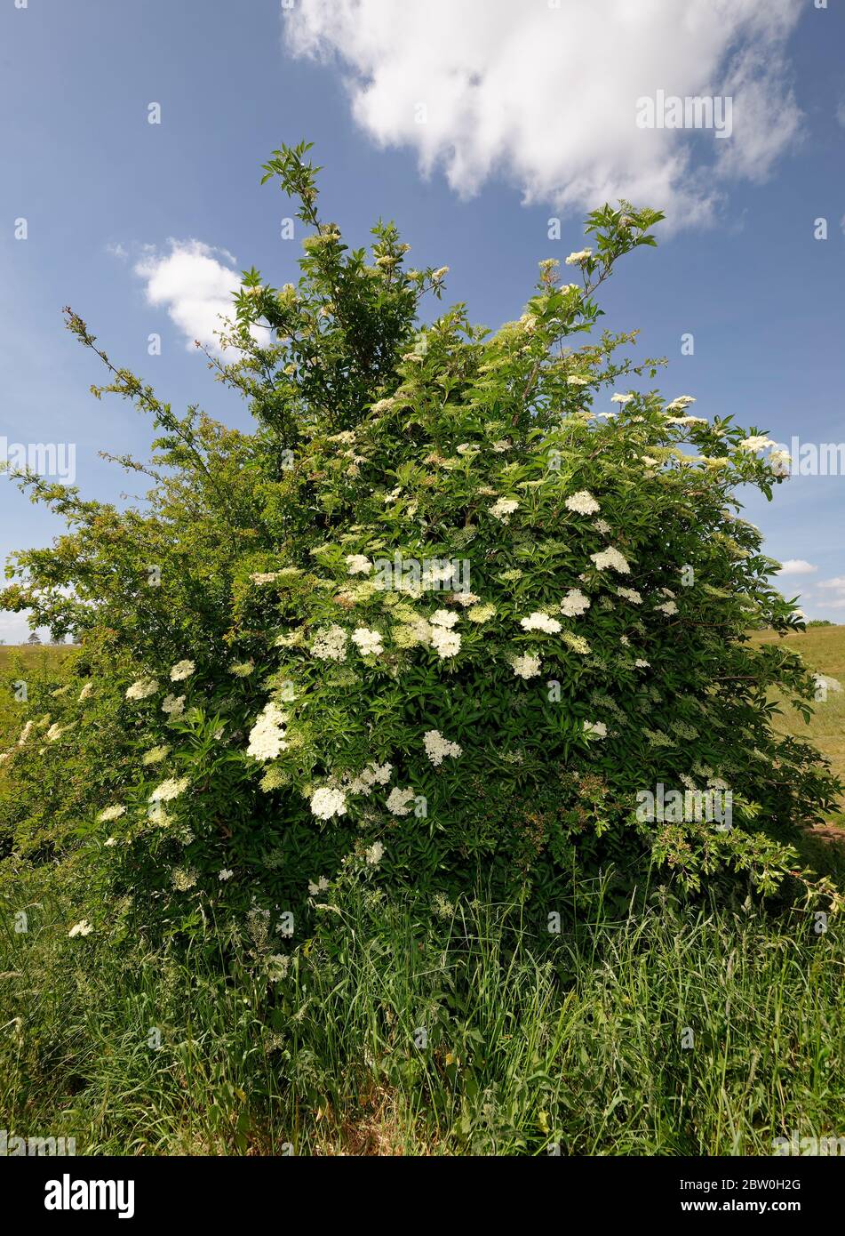 Anziano - Samburus nigra Bush con fiori bianchi Foto Stock