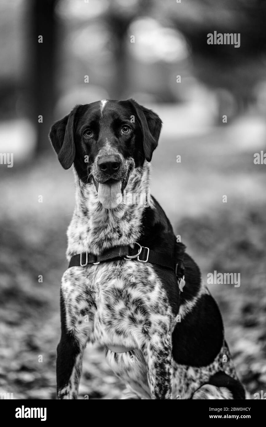 Primo piano di un cane bianco e nero seduto con la sua bocca aperta con bei colori autunnali sullo sfondo. Bianco e nero. Foto Stock