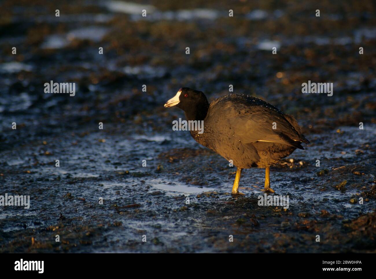 La folaga, Mission Bay Park, San Diego, California Foto Stock