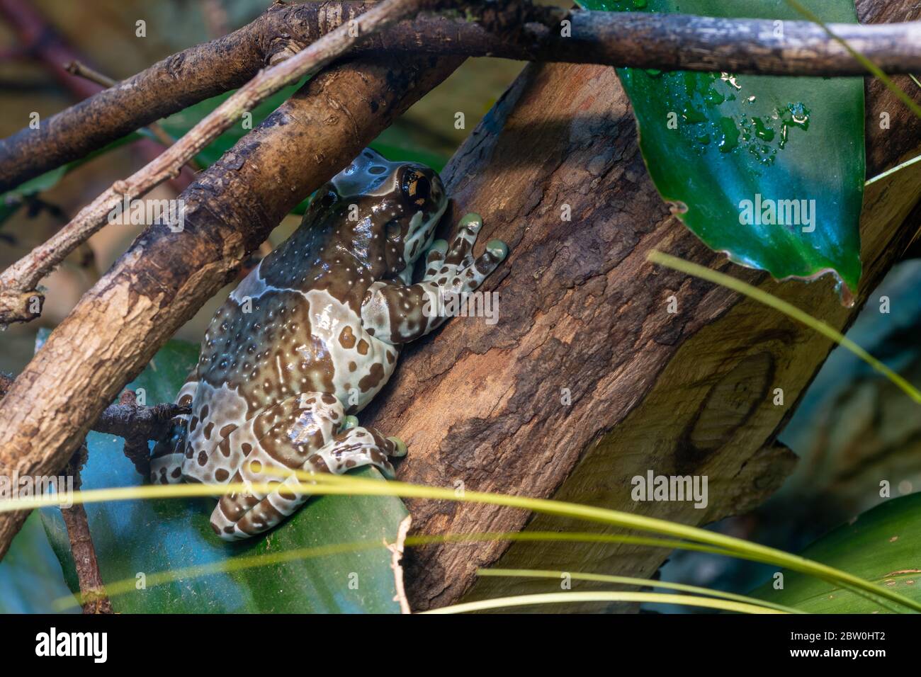 Primo piano di una rana di alberi dagli occhi dorati della missione (trachycephalus resinifictrix) Foto Stock