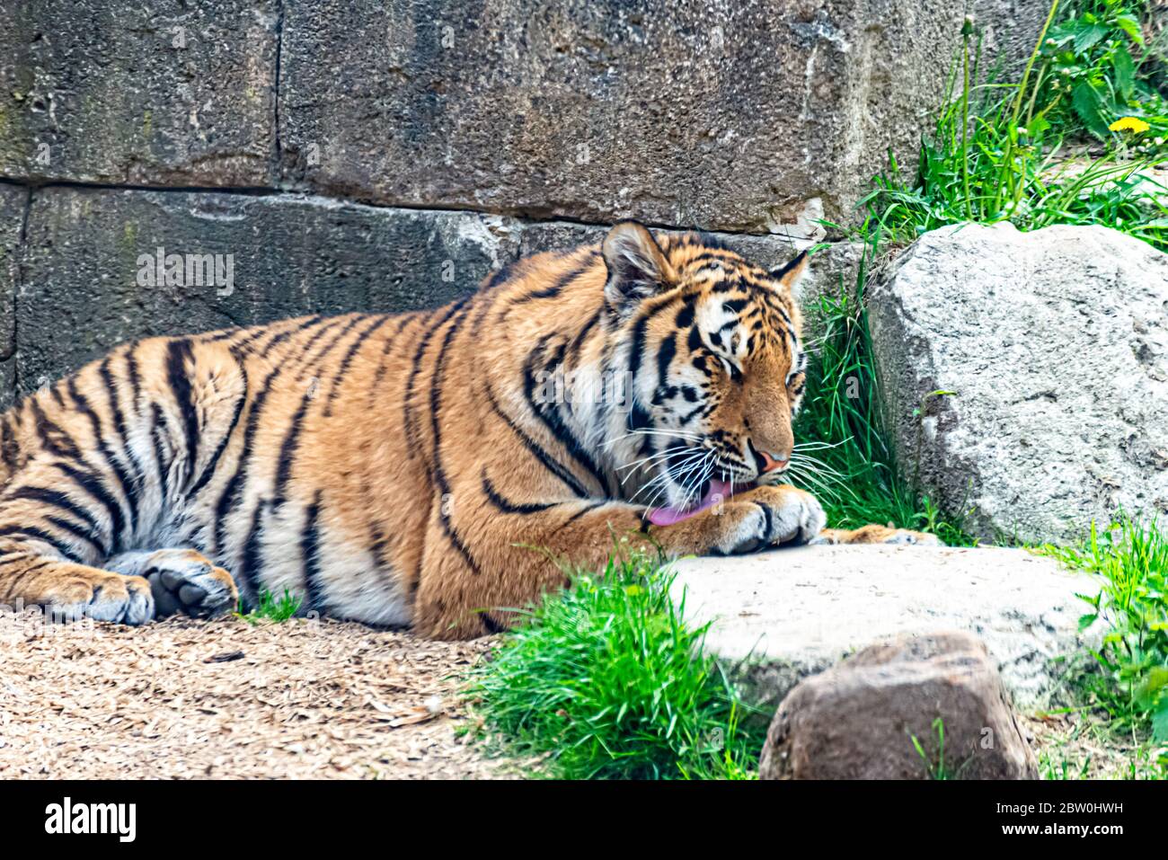 Tigre siberiana riposante al sole Foto Stock