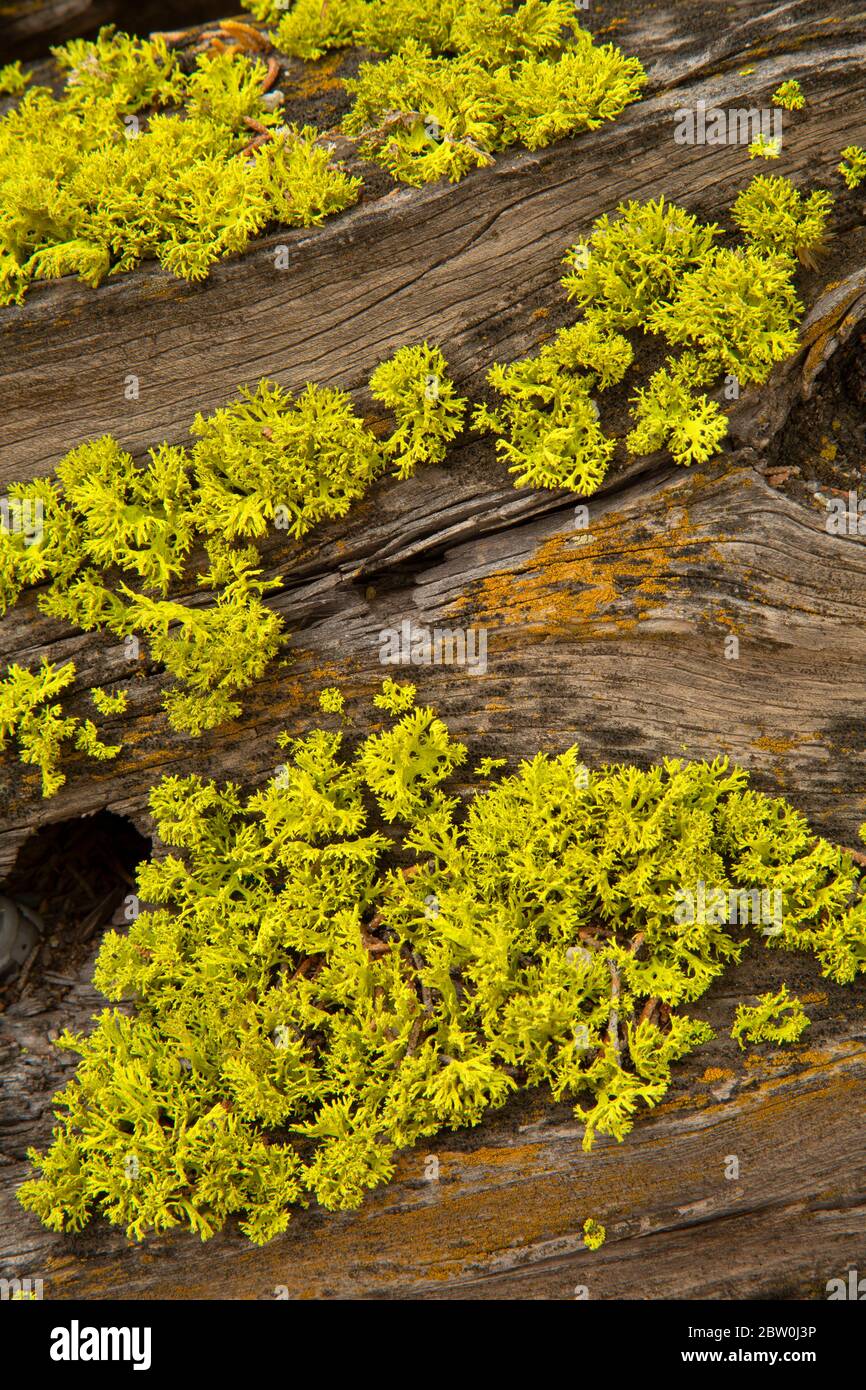 Lichen, Badlands Wilderness, Prineville District Bureau of Land Management, Oregon Foto Stock