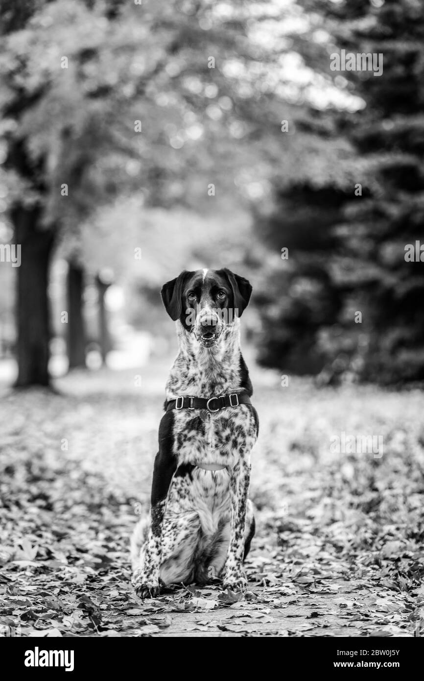 Cane bianco e nero seduto in foglie d'autunno. Bianco e nero. Foto Stock
