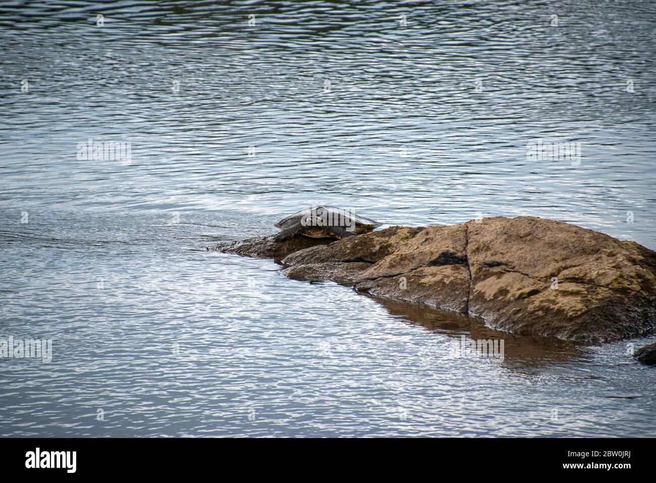 Una tartaruga a guscio morbida singola che prende il sole su una roccia Foto Stock