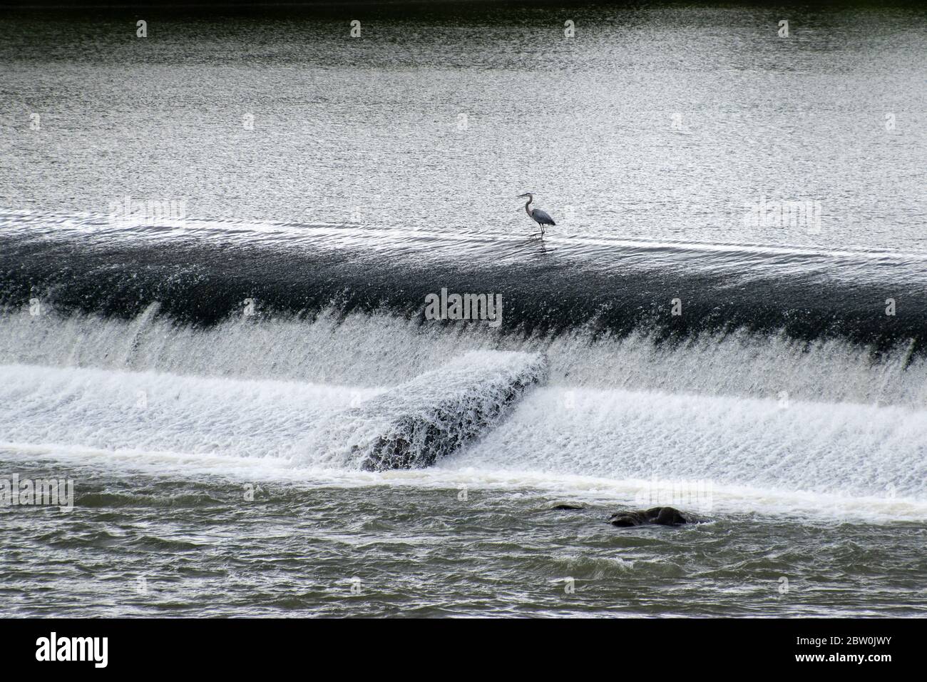 Un unico grande airone blu che si erge sopra la diga di Broad River a Columbia, Carolina del Sud Foto Stock