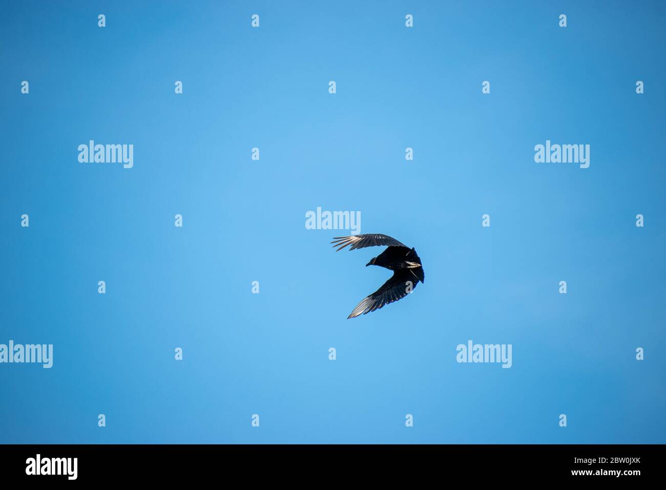 Un unico avvoltoio che cambia direzione e fa una forma a C con le ali Foto Stock