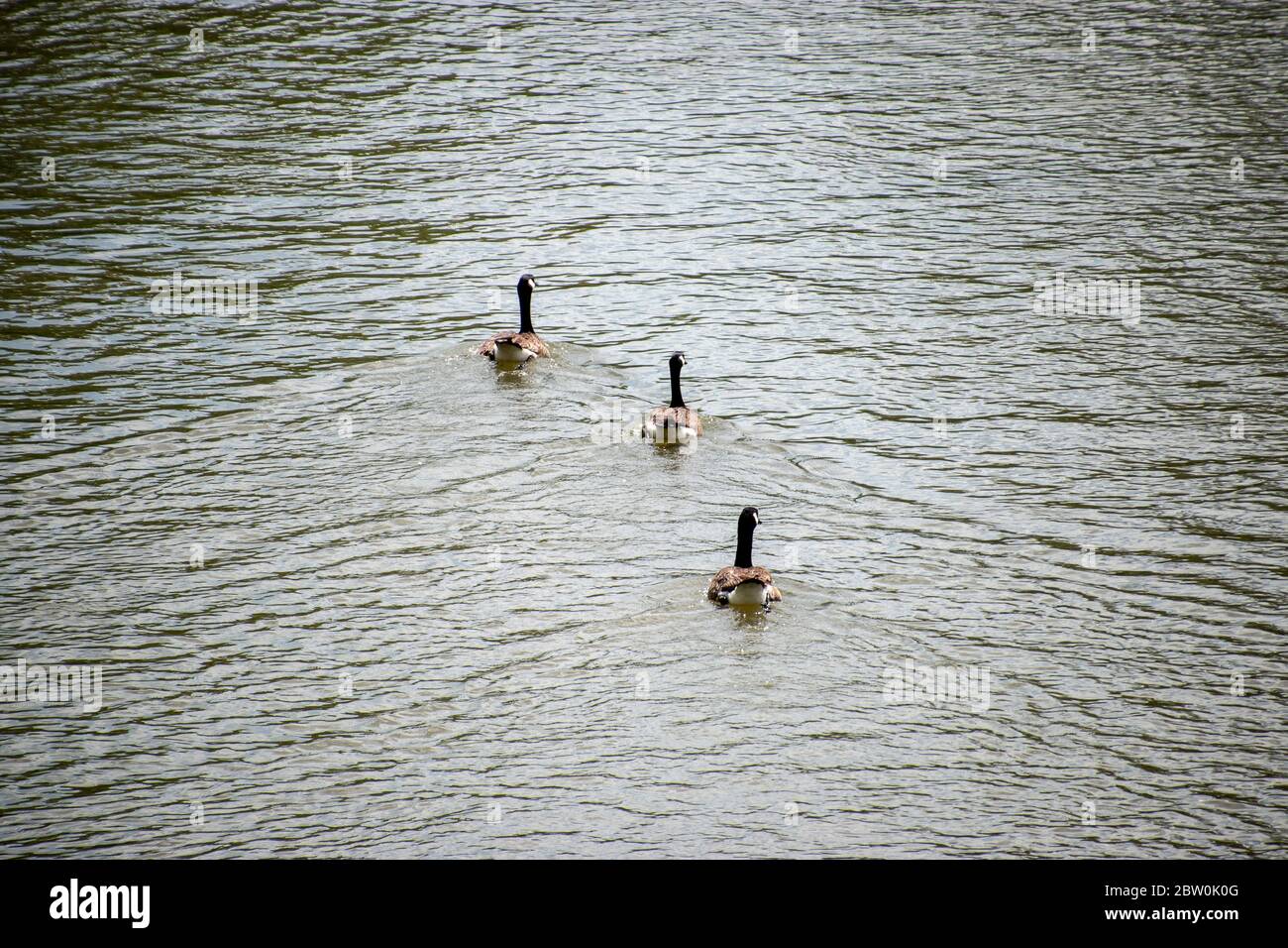 Tre oche canadesi galleggiano sull'acqua e nuotano lontano dal fotografo Foto Stock
