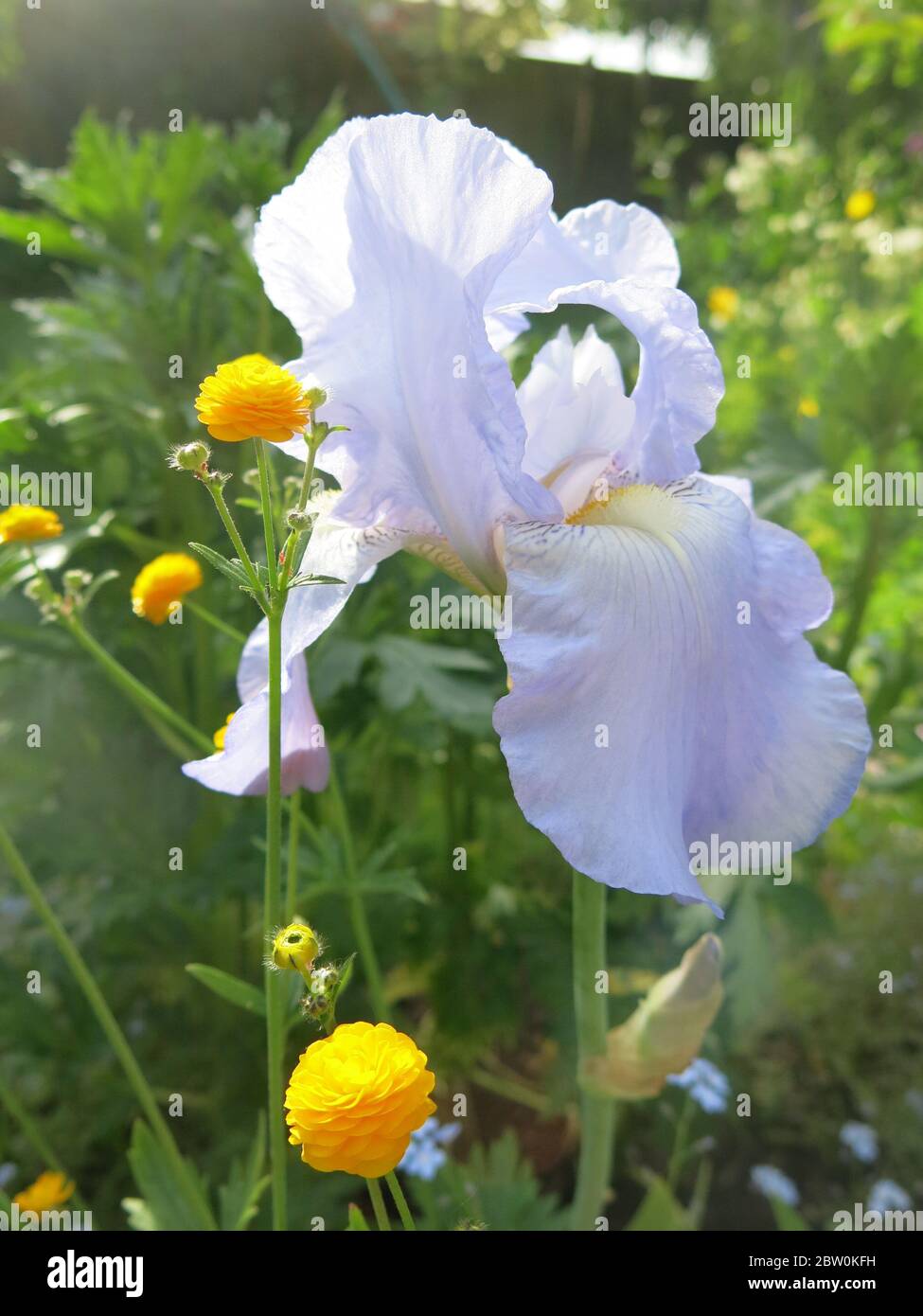 Primo piano di un iride pallido blu in fiore a fine maggio nel bordo soleggiato di un giardino inglese. Foto Stock