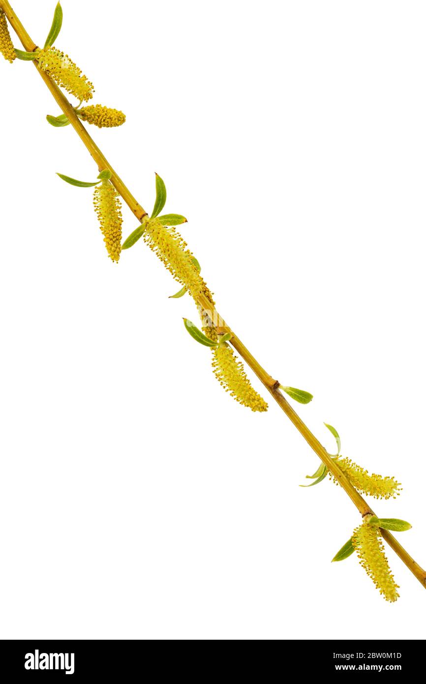 Un salice eurasiatico piangente con rami e foglie di coda, isolato su sfondo bianco Foto Stock
