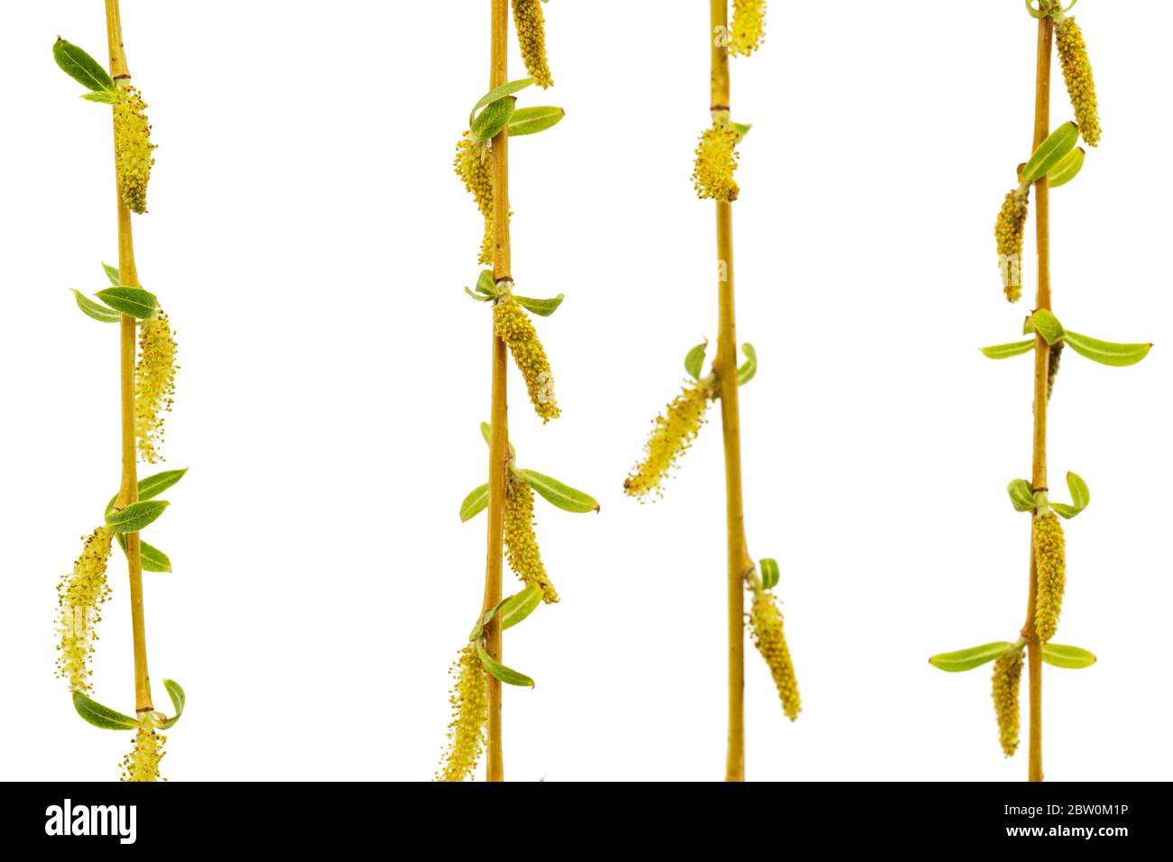 Un salice eurasiatico piangente con rami e foglie di coda, isolato su sfondo bianco Foto Stock