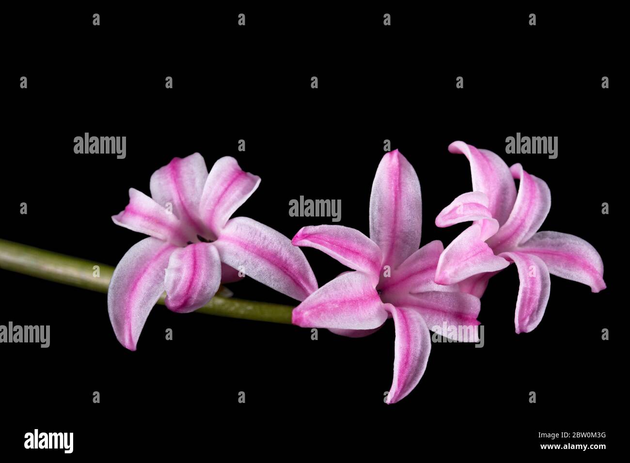 Fiore rosa di giacinto, isolato su sfondo nero Foto Stock