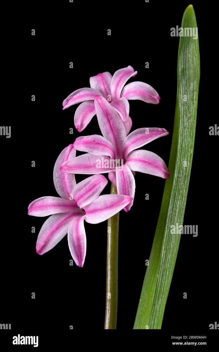 Fiore rosa di giacinto, isolato su sfondo nero Foto Stock