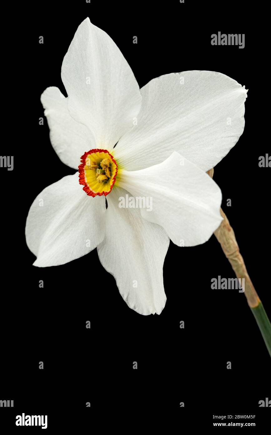 Fiore di Daffodil bianco (narcissus), isolato su sfondo nero Foto Stock